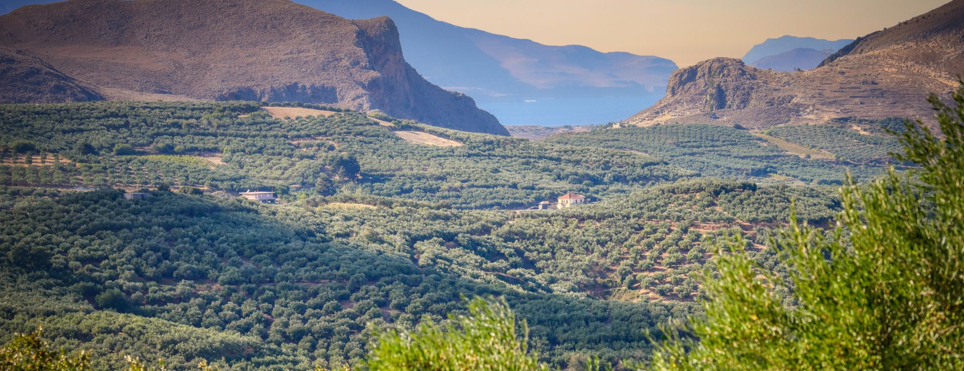 olive trees
