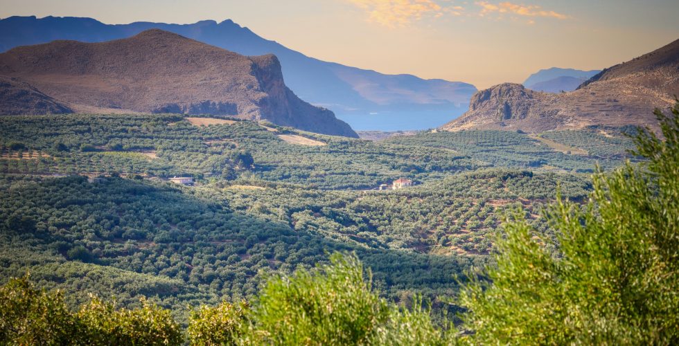 olive trees
