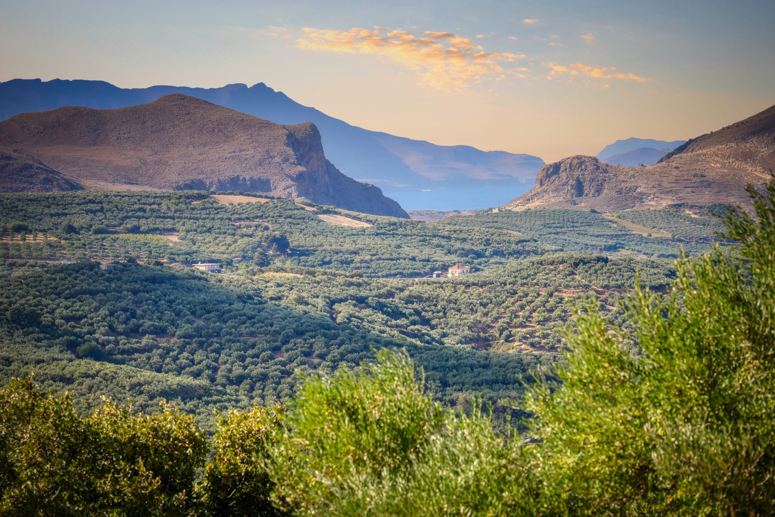 olive trees